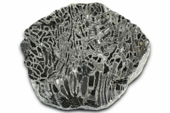 Polished Ordovician Fossil Chain Coral (Halysites) - Russia #362933